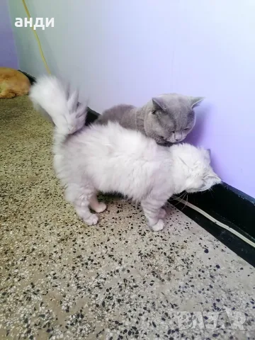 персийски британски котета , снимка 10 - Персийска - 56271497