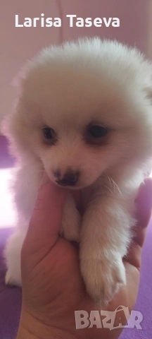 померан, снимка 5 - Померан - 52912845