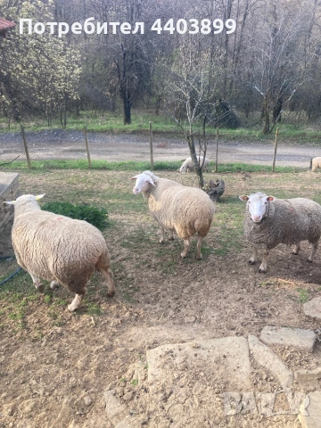 Три ялови овце , снимка 5 - Овце - 54184586