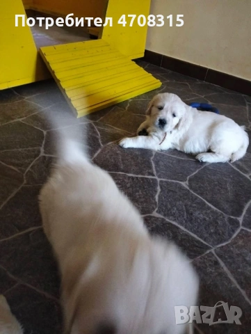 Голдън ретривър момче чистокръвно момченце, снимка 9 - Голдън ретривър - 53221846