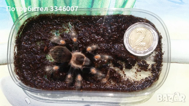 Тарантла tarantula 