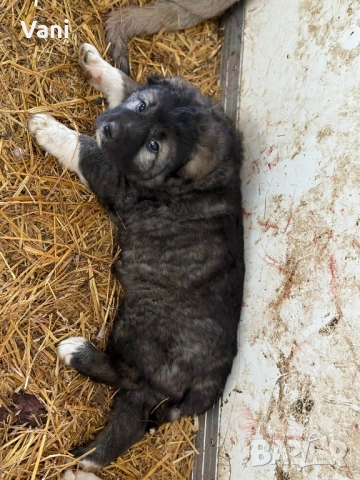 Аласай / САО , снимка 9 - Алабай - 54093320