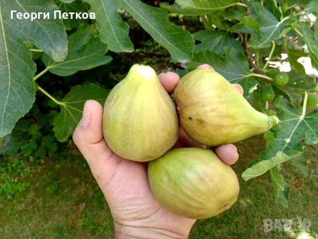 Смокини разсад в кофичка, с височина 20-25см., снимка 3 - Градински цветя и растения - 53882518