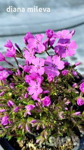 Флокс, Phlox sub. McDaniel`s Cushion, почвопокривен, многогодишен, студоустойчив, снимка 10 - Градински цветя и растения - 54127992