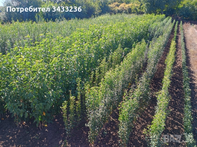 Овощен посадъчен материал 2025