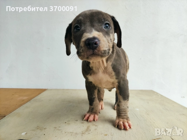 питбул / питбулчета , снимка 8 - Питбул - 52574243