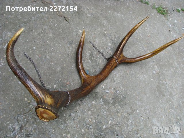 Голям еленов рог