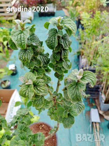 Дрян Компреса, снимка 7 - Градински цветя и растения - 42215024