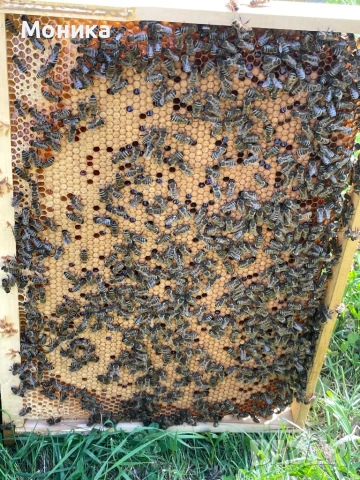 Отводки Дадан Блат (ДБ) 2026 година, снимка 2 - Други животни - 53234776