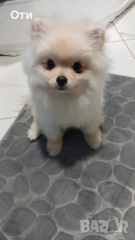 Померан, снимка 2 - Померан - 51570922