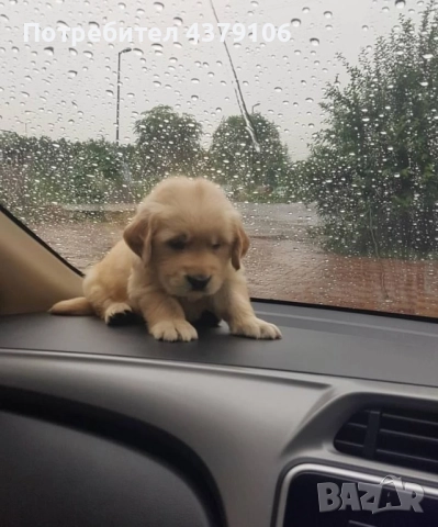 Голдън ретривър момченце родословна майка, снимка 3 - Голдън ретривър - 52875578