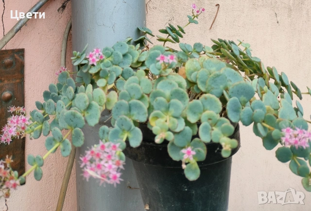 Продавам седим сиеболди, снимка 3 - Градински цветя и растения - 54158285