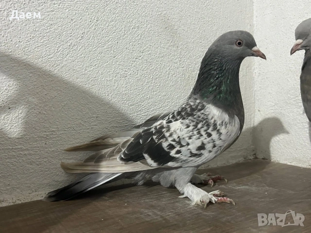 Мардини за игра и Спортни Пощи, снимка 7 - Гълъби - 54296862