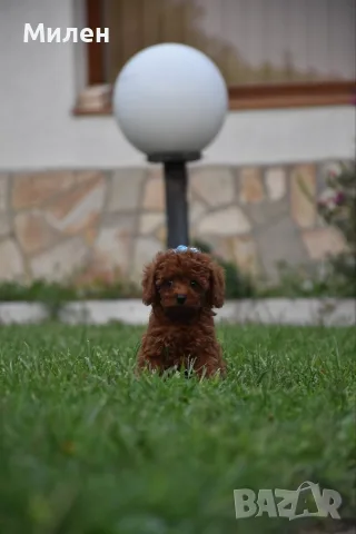 Той пудел Toy poodle, снимка 12 - Пудели - 55006000