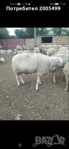 Продавам... КОЧ.. на... 2..години,порода...,ФРИЗИЙСКА