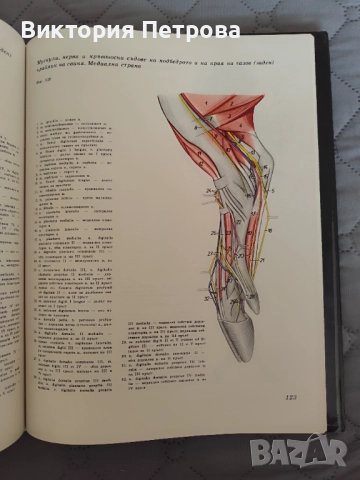 Атлас по топографска анатомия на селскостопанските животни Том 1, 2 и 3, снимка 16 - Специализирана литература - 52815137