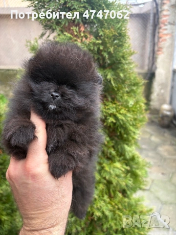 Померан мъжки