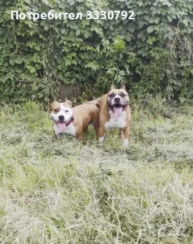 Американски стафордширски териер - елитни родители с родословие , снимка 18 - Американски стафордширски териер - 51258763