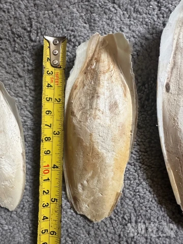 Сепийна кост , снимка 2 - За птици - 50676252