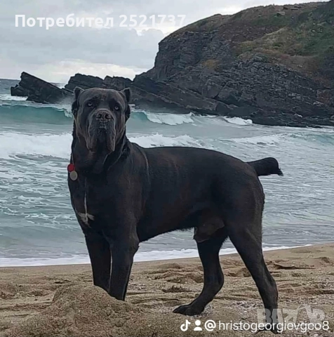 Кане корсо , снимка 3 - Кане корсо - 52829214