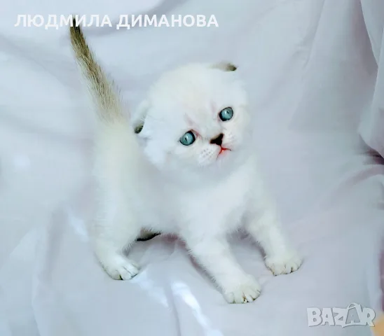 Шотландски със сини очи. , снимка 11 - Британска късокосместа - 56243737