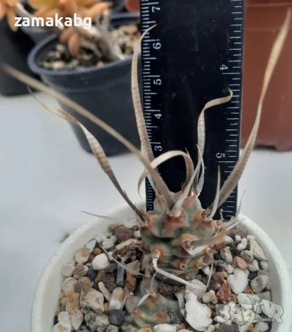 Тефрокактус Книжен кактус (Tephrocactus articulatus var. papyracanthus), растение