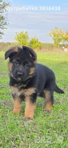Чистокръвни немски овчарки, снимка 5 - Немска овчарка - 52158703