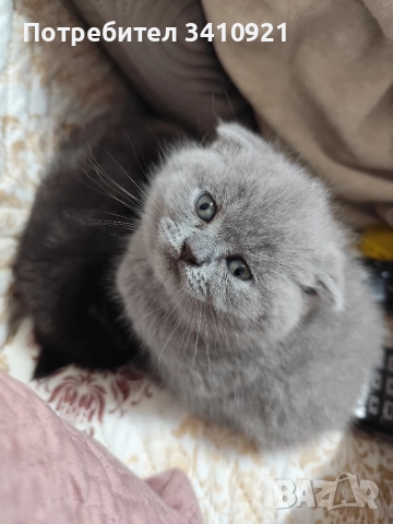 шотландски клепоухи котета