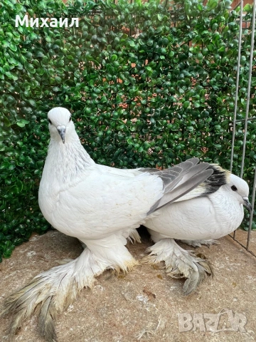Саксонски Леден гълъб, снимка 5 - Гълъби - 53406636