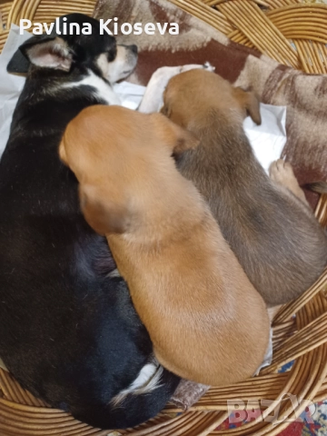 Мини пинчерчета, снимка 9 - Пинчер - 52429028