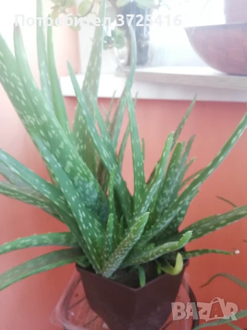 Стайни цветя, различни , снимка 7 - Стайни растения - 49680252