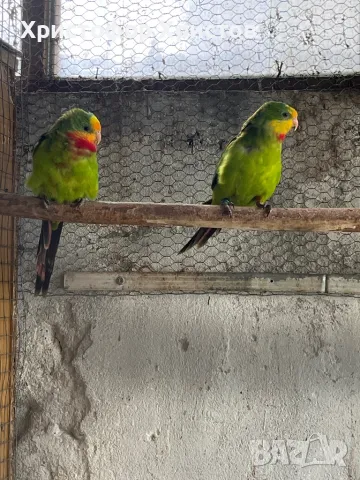 Барабандови папагали, снимка 1