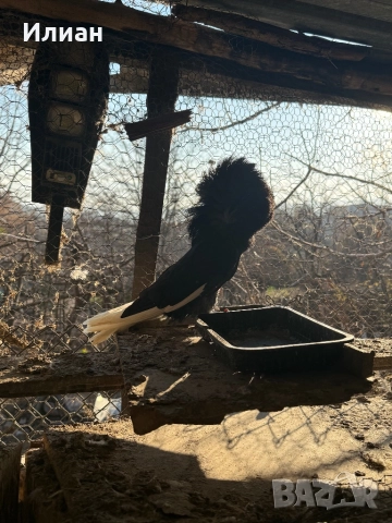 Якалий, снимка 2 - Гълъби - 52867025