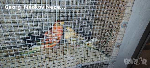 Чифт пойни, снимка 2 - Папагали - 52685463