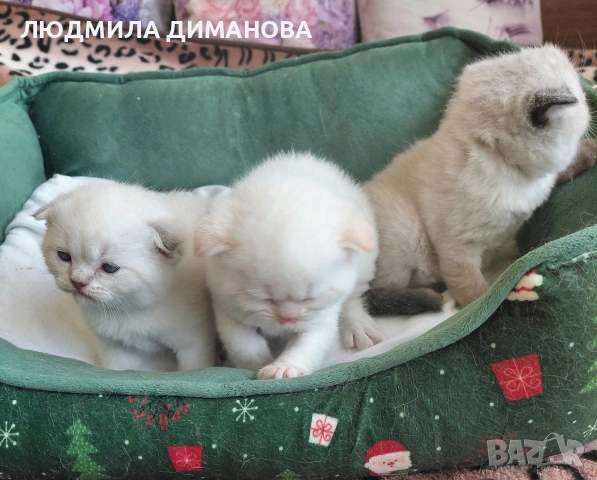 Шотландски мъжки със сини очи. , снимка 4 - Британска късокосместа - 54172287