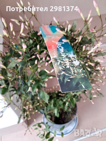 Жасмин -Ароматен