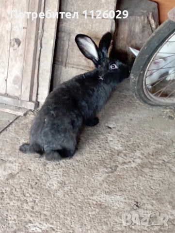 Зайци пеперуда с цика мъжки и женски , снимка 1