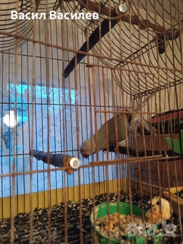 Продавам малък Александър , снимка 3 - Папагали - 53890017