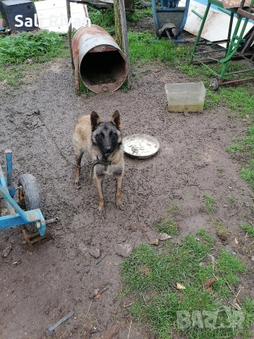 женско на 10 месеца , снимка 2 - Белгийска овчарка - 54092145