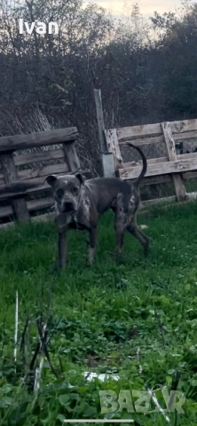 Женски питбул, снимка 5 - Питбул - 52172619