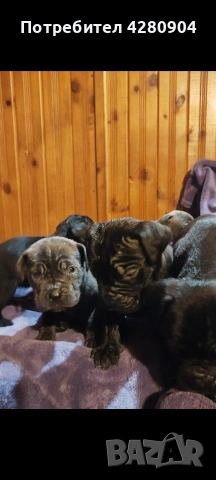 кане корсо бебета, снимка 7 - Кане корсо - 53035265