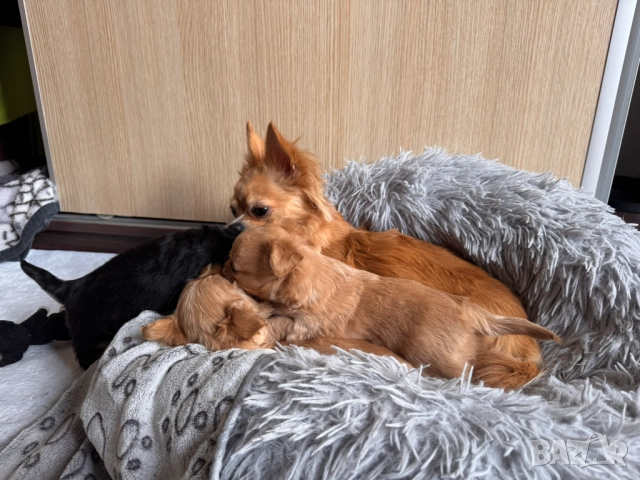 Кученца чихуахуа Момичета, ваксинирани, снимка 5 - Чихуахуа - 52786882