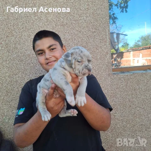 свободни Американски були , снимка 3 - Други животни - 56337723