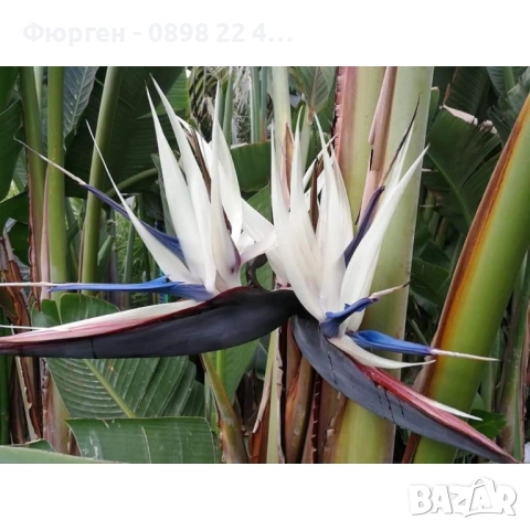 Стрелиция Николай (Strelitzia nicolai)