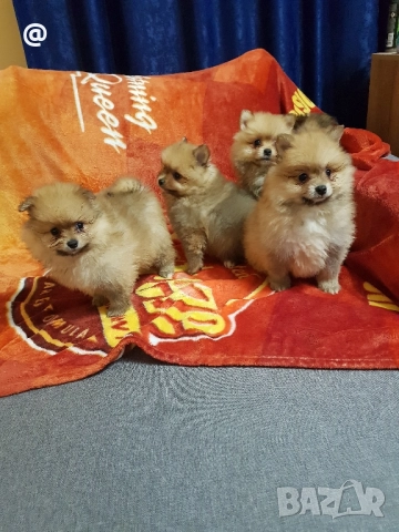 Померан померанчета Гр София снимки от днес 05.12.2025г, снимка 9 - Померан - 52665950