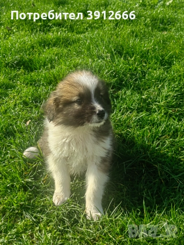 Продавам чистокръвни каракачанаски овчарки , снимка 4 - Каракачанска овчарка - 52393767