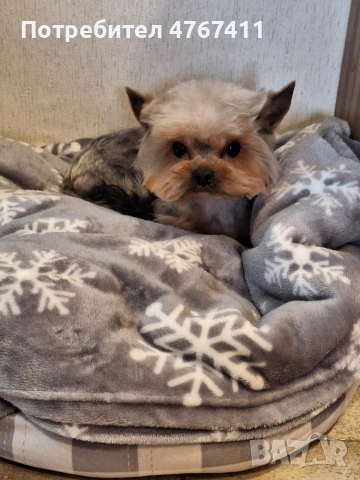 търся си жена, снимка 2 - Йоркширски териер - 53885386