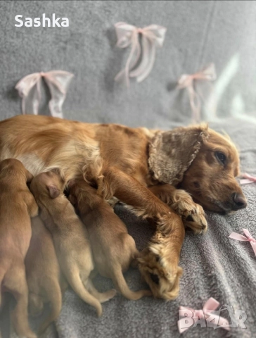 Английски кокер шпаньол