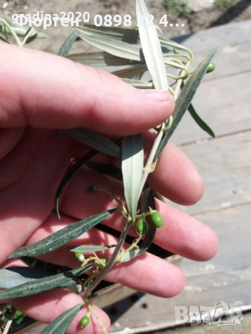 Маслина - Фиданки, снимка 8 - Градински цветя и растения - 28968299