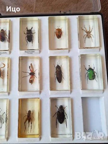 Колекция от насекоми, снимка 9 - Филателия - 49422116